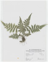 藏品(密毛小毛蕨)的圖片